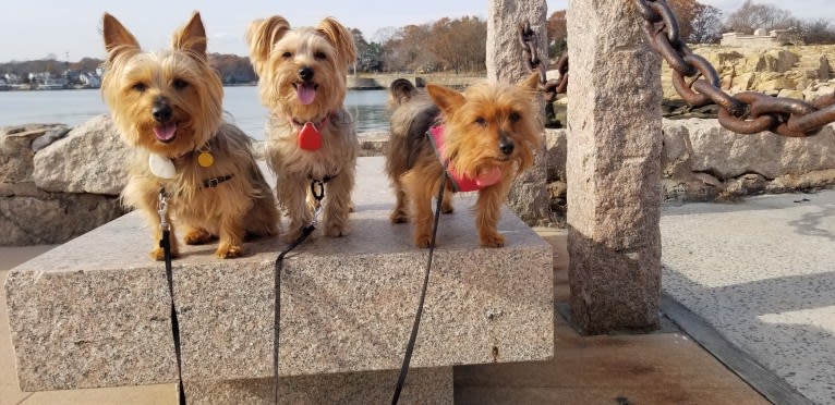 Eden, a Silky Terrier tested with EmbarkVet.com