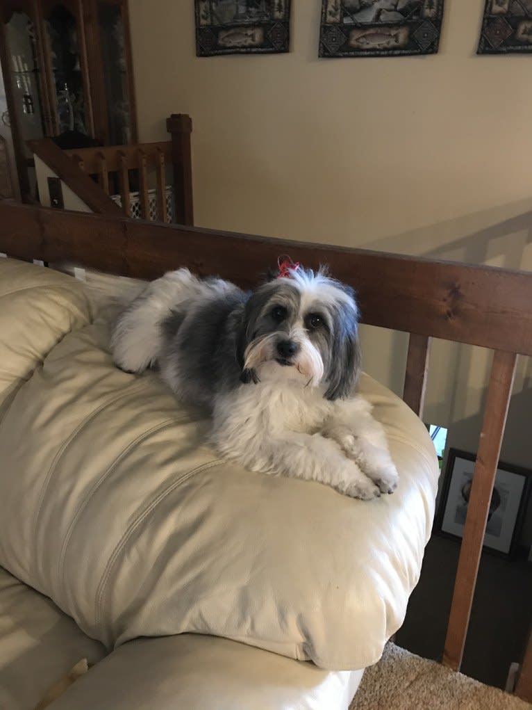 Winham’s “DollyBelle” of Rocky Mountain Cotons, a Coton de Tulear tested with EmbarkVet.com