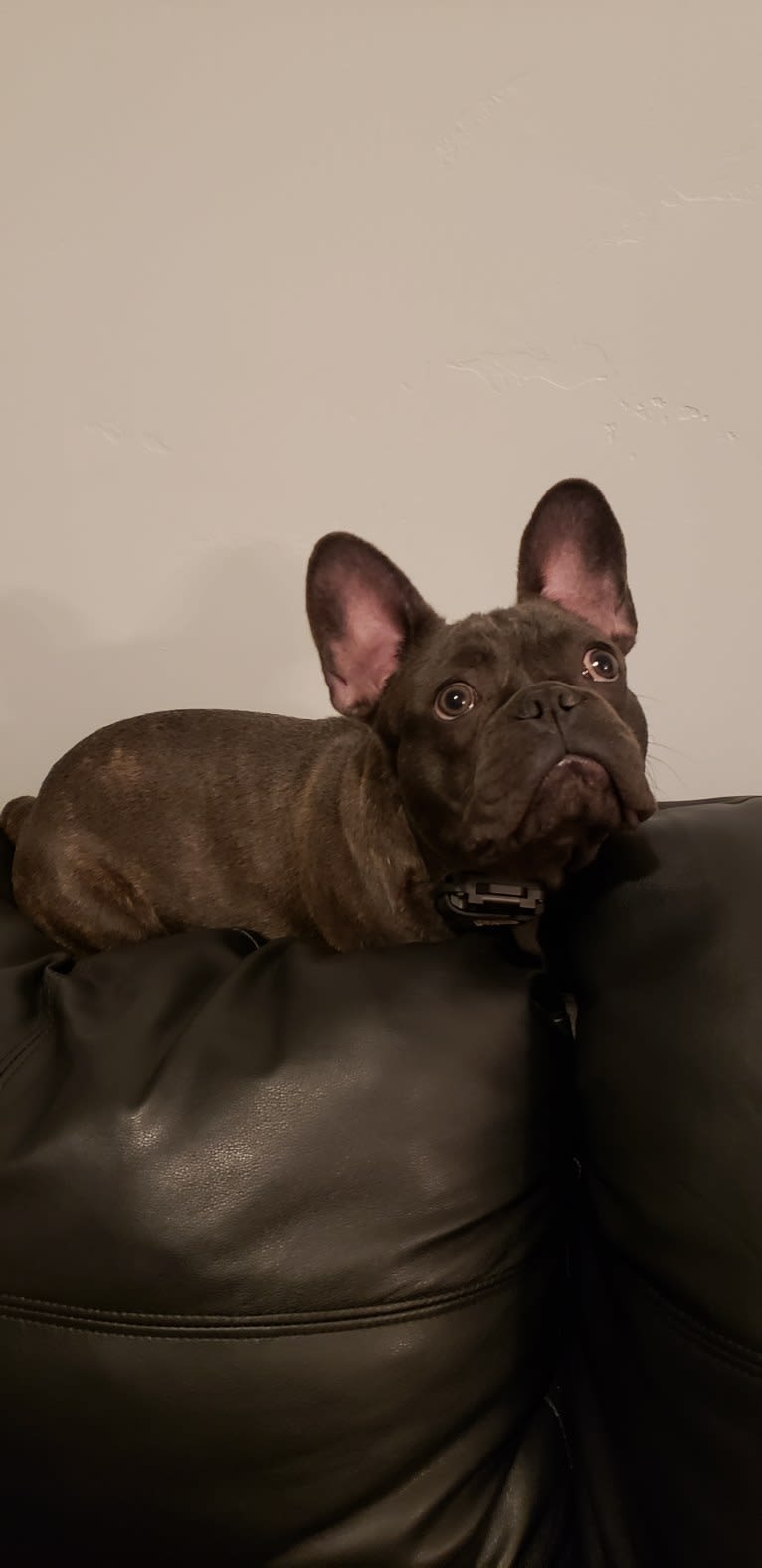 Diesel D, a French Bulldog tested with EmbarkVet.com