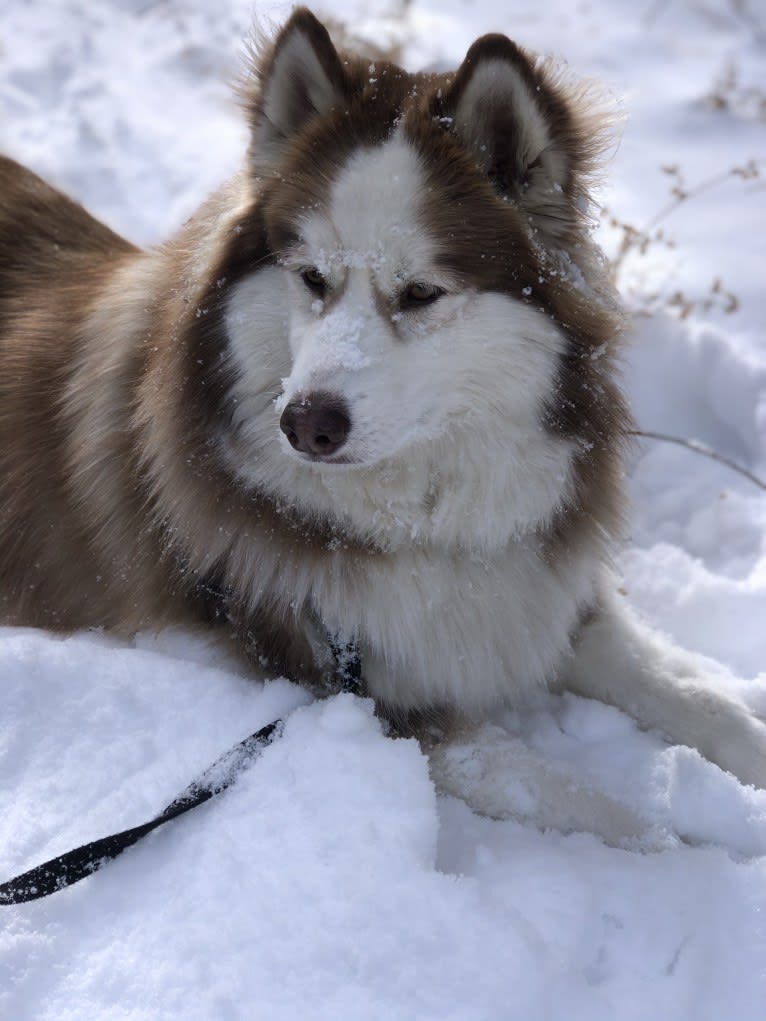 Maizy, a Siberian Husky and Alaskan Malamute mix tested with EmbarkVet.com