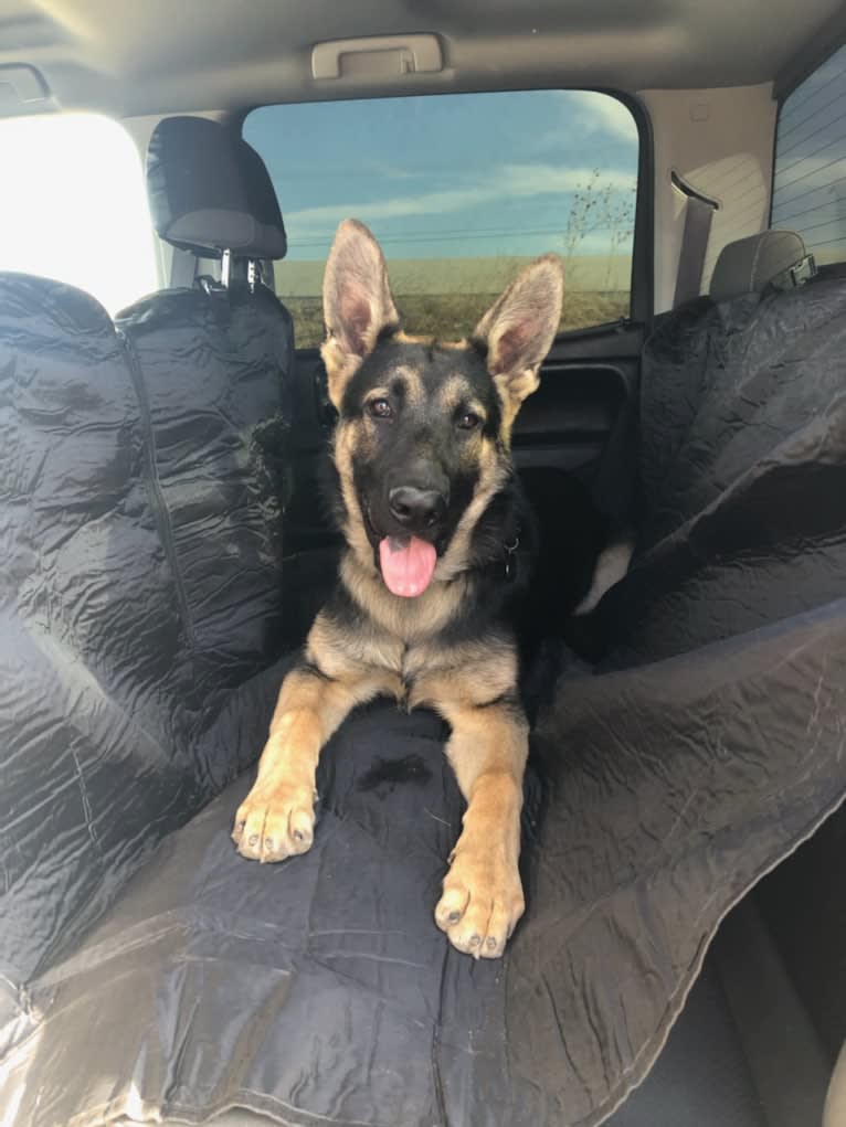 Hamlet, a German Shepherd Dog and Siberian Husky mix tested with EmbarkVet.com