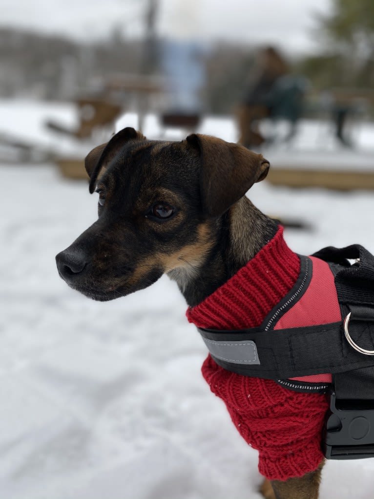 Pepper, a Miniature Schnauzer and Poodle (Small) mix tested with EmbarkVet.com