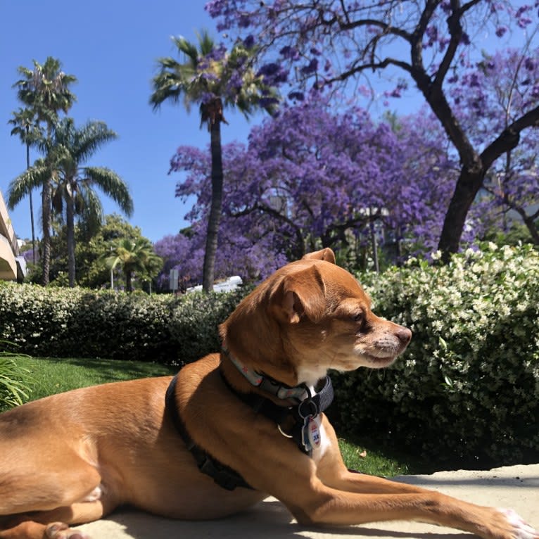Louie, a Chihuahua tested with EmbarkVet.com