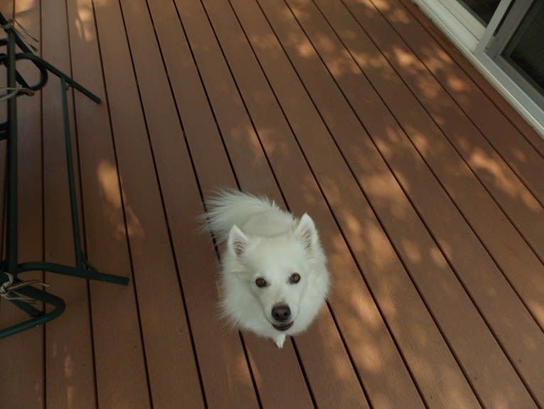 Bo, an American Eskimo Dog tested with EmbarkVet.com