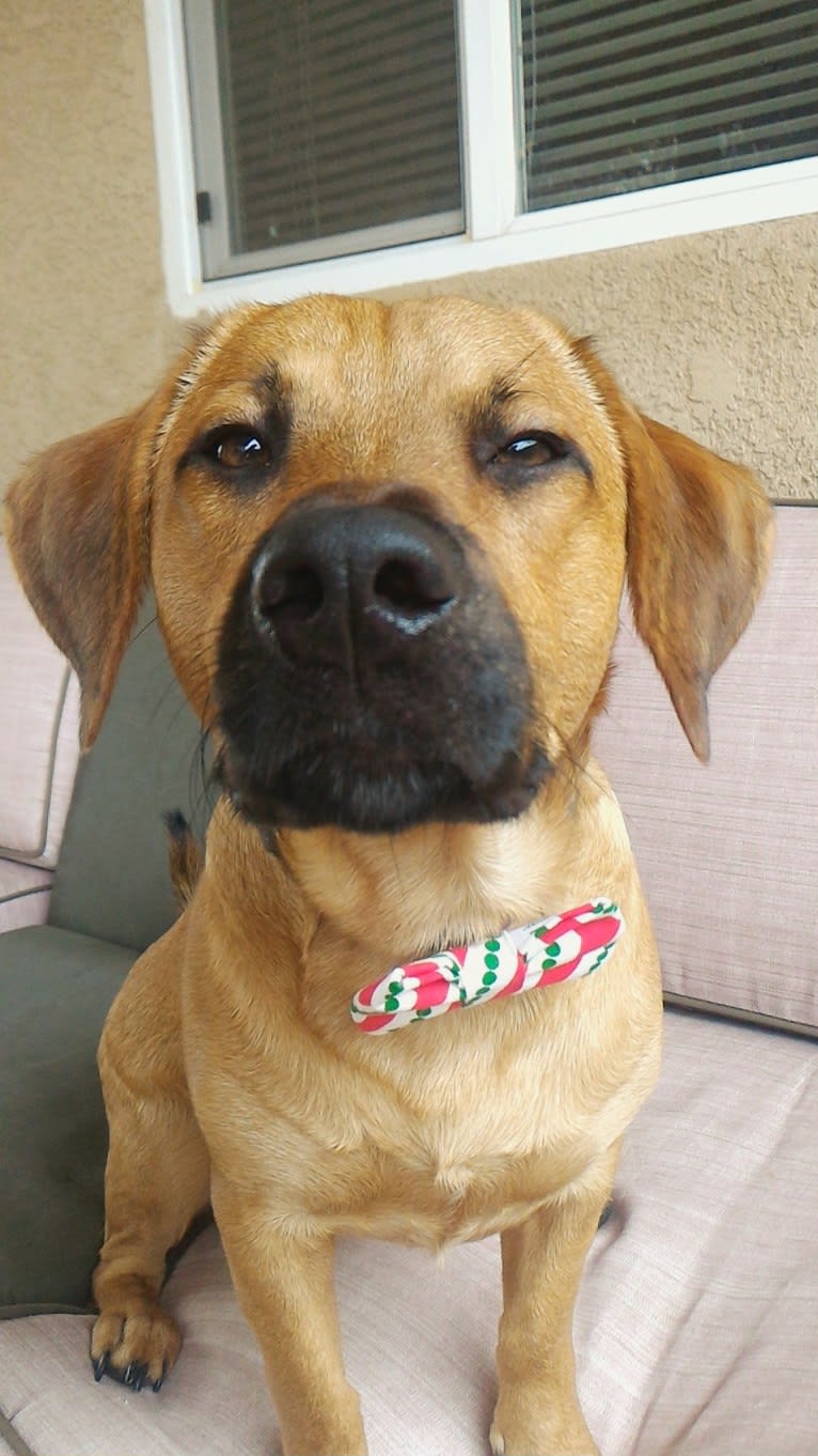 Cody, a Basset Hound and Australian Cattle Dog mix tested with EmbarkVet.com