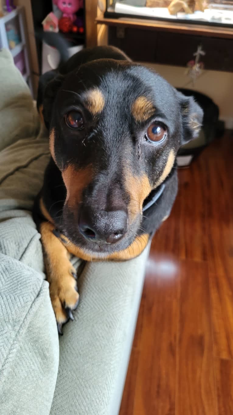 Fenrir, a Chihuahua and Rottweiler mix tested with EmbarkVet.com