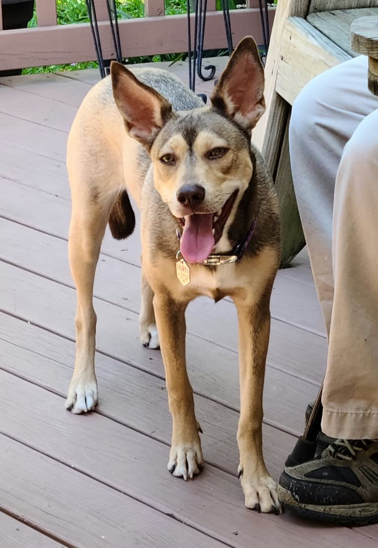 Luna Astrid, a Siberian Husky and American Pit Bull Terrier mix tested with EmbarkVet.com