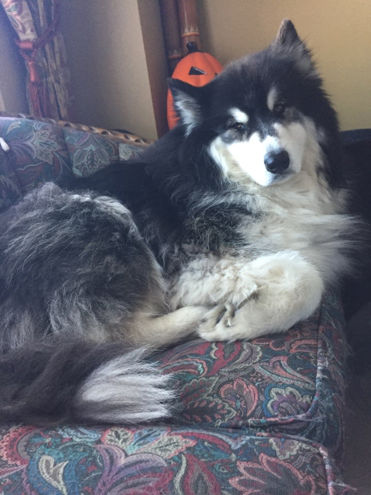 Nuvik, a Siberian Husky and Samoyed mix tested with EmbarkVet.com