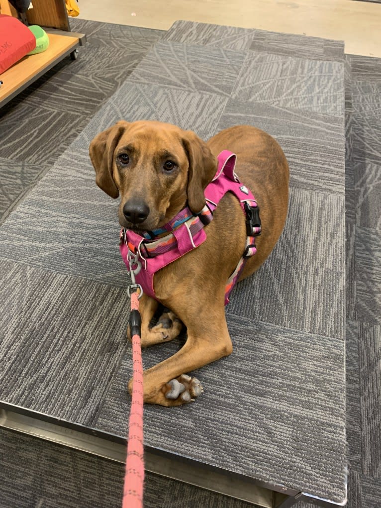 Julie, a Redbone Coonhound and Plott mix tested with EmbarkVet.com