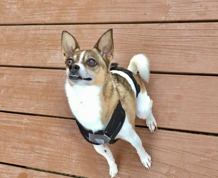 Dallas, a Pomeranian and Chihuahua mix tested with EmbarkVet.com