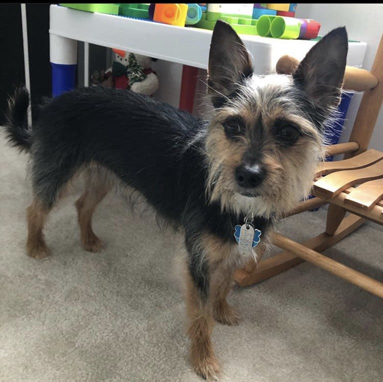 Alasdair, a Chihuahua and Yorkshire Terrier mix tested with EmbarkVet.com