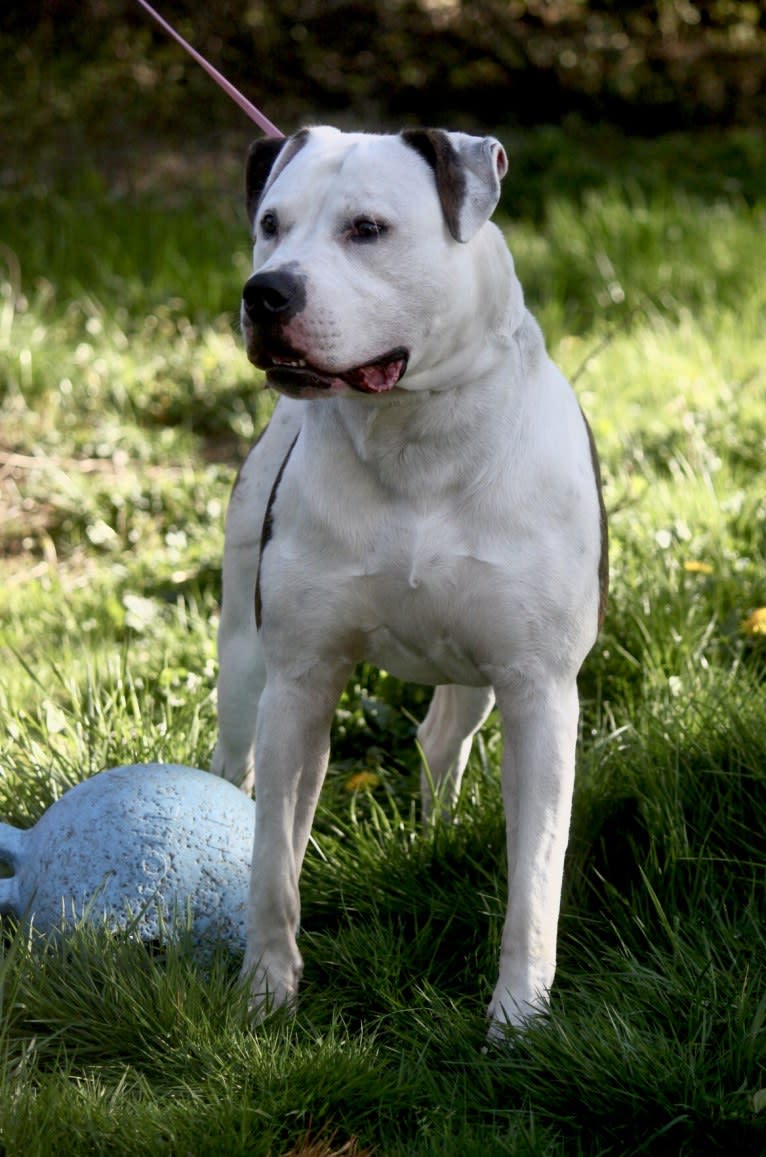 Nero, an American Bulldog tested with EmbarkVet.com