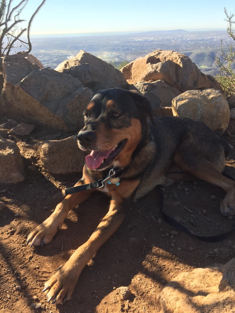 Photo of Irie, a Rottweiler, American Pit Bull Terrier, Chow Chow, and Boxer mix in Chula Vista, California, USA
