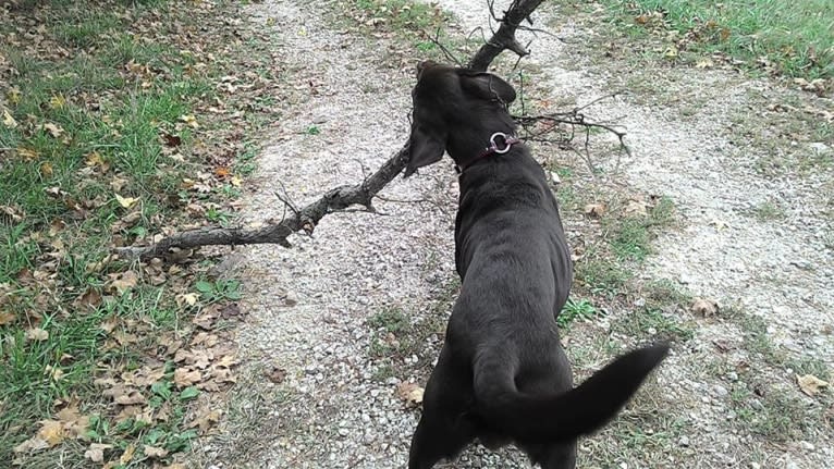 Jimmy, a Labrador Retriever and Collie mix tested with EmbarkVet.com