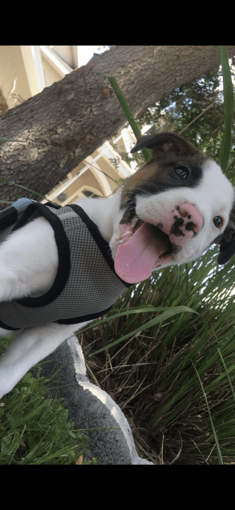 Dozer, an American Pit Bull Terrier and American Staffordshire Terrier mix tested with EmbarkVet.com