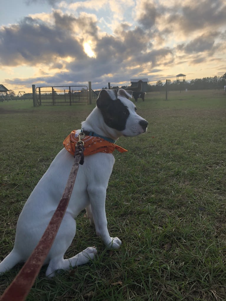 River, an American Pit Bull Terrier and Australian Cattle Dog mix tested with EmbarkVet.com