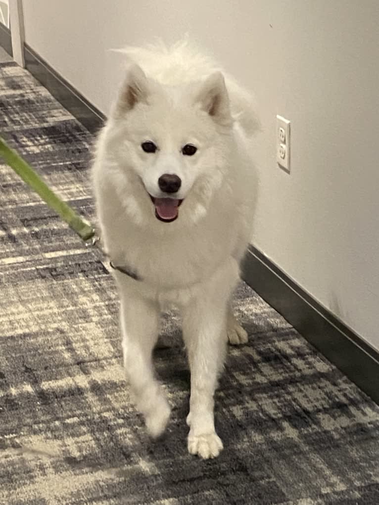 Acetone, a Samoyed tested with EmbarkVet.com