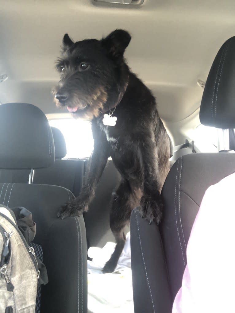 Minnie, a Miniature Schnauzer and Labrador Retriever mix tested with EmbarkVet.com