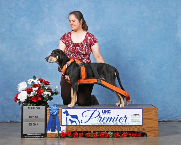 Halo, a Catahoula Leopard Dog tested with EmbarkVet.com