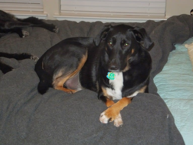 Brodie, a German Shepherd Dog and Dalmatian mix tested with EmbarkVet.com