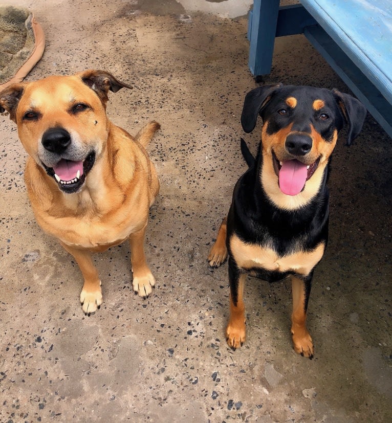 Wyatt, a Labrador Retriever and Doberman Pinscher mix tested with EmbarkVet.com