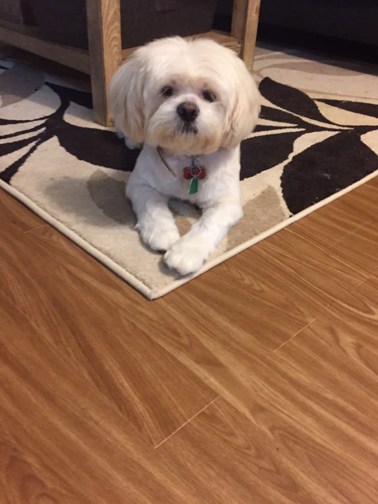 Ollie, a Lhasa Apso tested with EmbarkVet.com