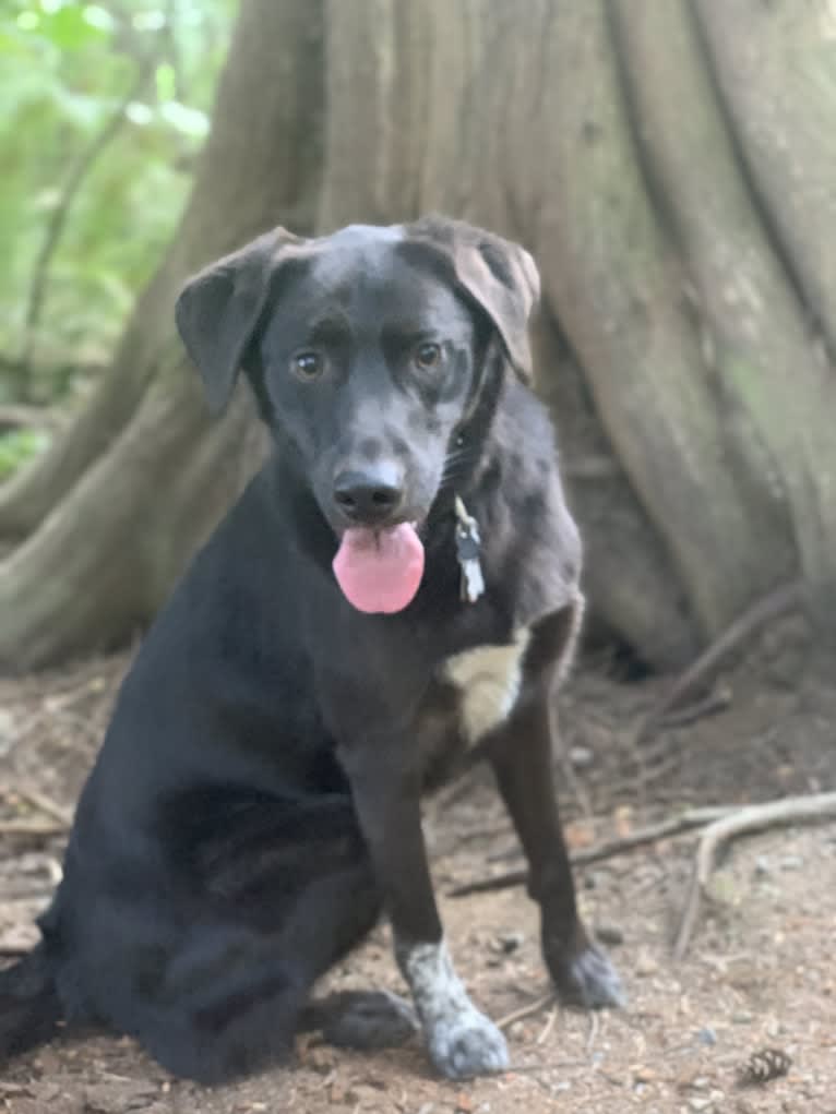 Guinness, a Labrador Retriever and Australian Cattle Dog mix tested with EmbarkVet.com