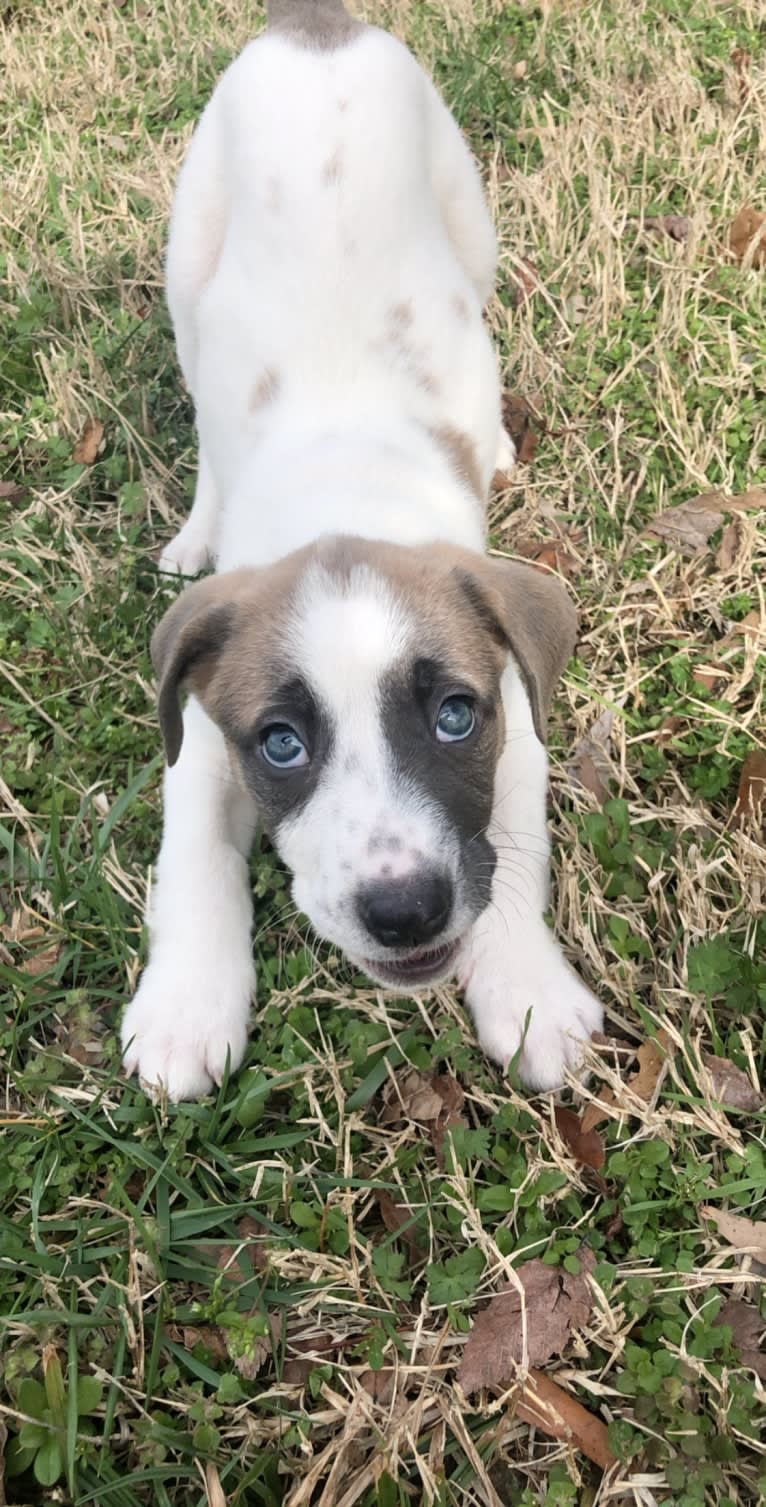 Lilly, a Great Pyrenees and Labrador Retriever mix tested with EmbarkVet.com