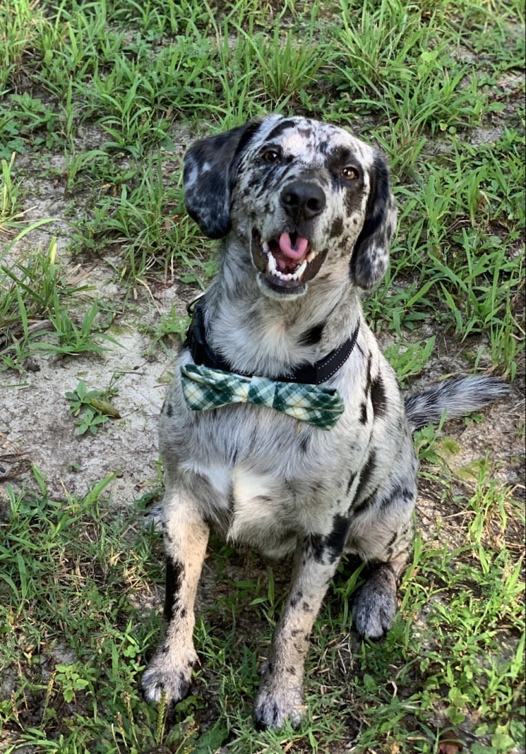 Roscoe, a Beagle and Labrador Retriever mix tested with EmbarkVet.com