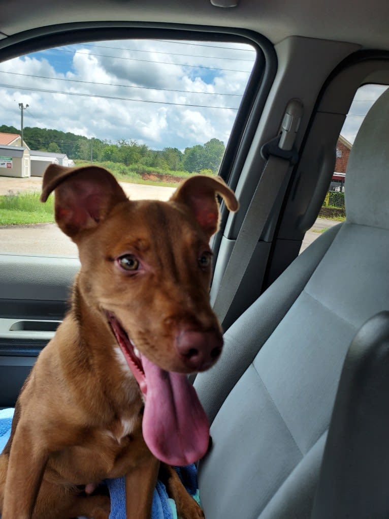 Miles Couper, an Australian Cattle Dog and American Pit Bull Terrier mix tested with EmbarkVet.com