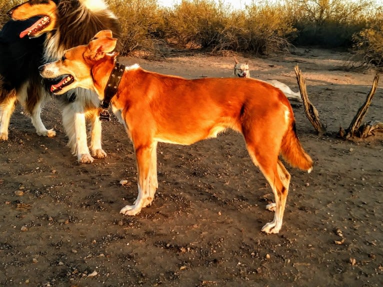 Vanilla Wafer, a Border Collie and Beagle mix tested with EmbarkVet.com
