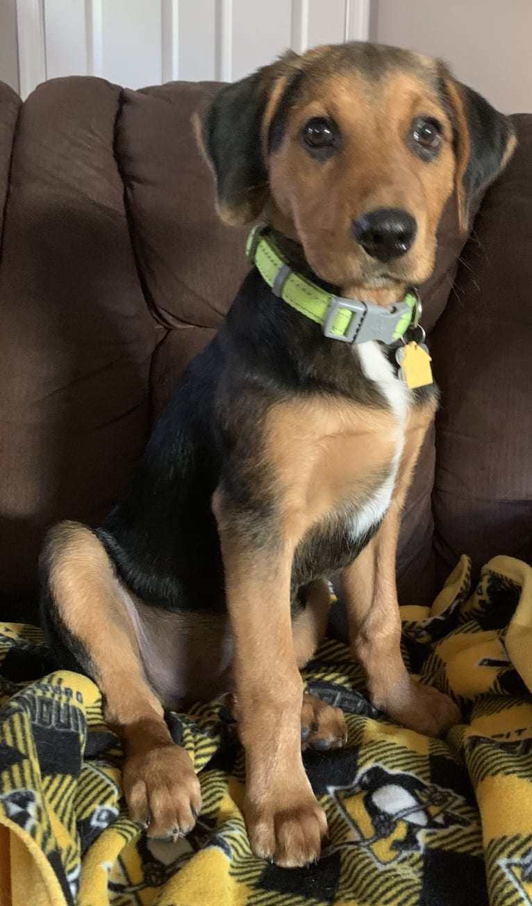 Sullivan, an American Foxhound and Labrador Retriever mix tested with EmbarkVet.com