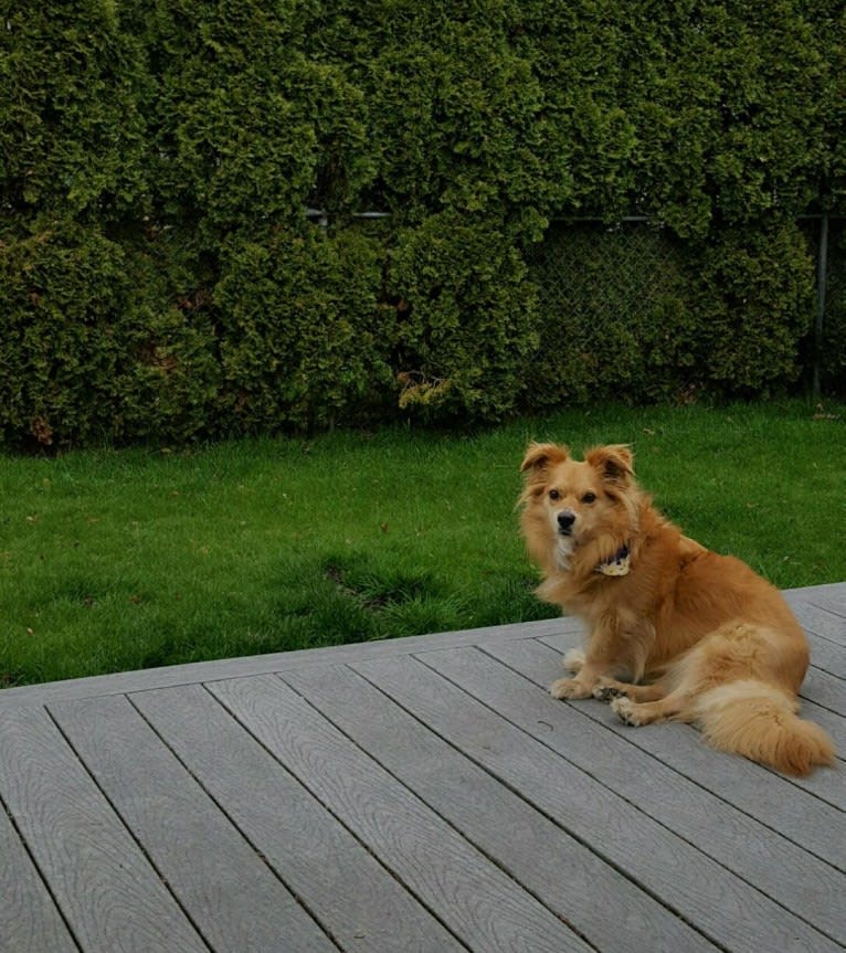 Scout, a German Shepherd Dog and Great Pyrenees mix tested with EmbarkVet.com