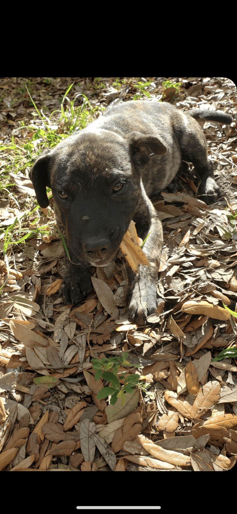 Duke, an American Pit Bull Terrier and Siberian Husky mix tested with EmbarkVet.com