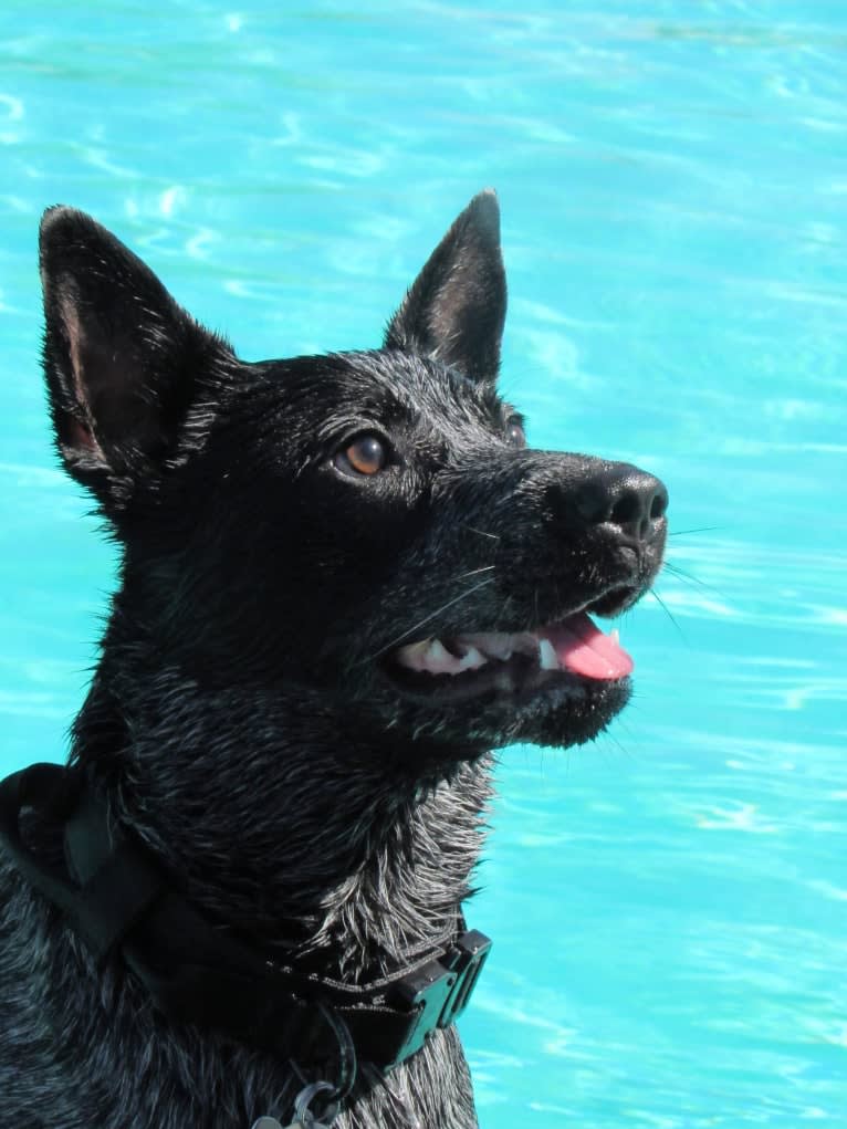 Bring the Heat, an Australian Cattle Dog tested with EmbarkVet.com