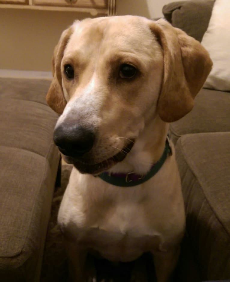 Ramsey, a Labrador Retriever and Coonhound mix tested with EmbarkVet.com
