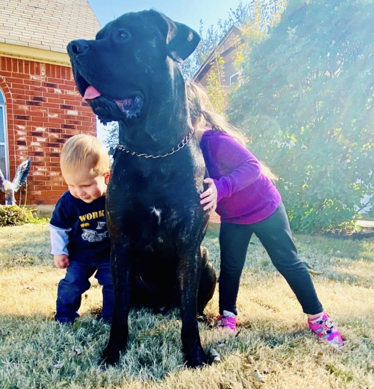 MoJoJoJo, a Mastiff and Boxer mix tested with EmbarkVet.com