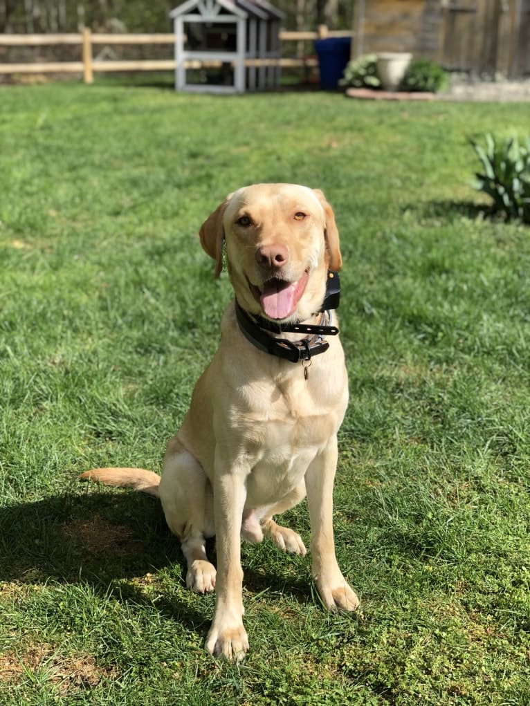 Gus, a Labrador Retriever tested with EmbarkVet.com