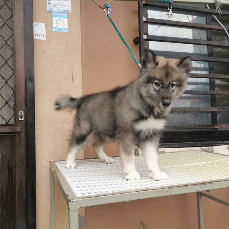 Mira, a Siberian Husky tested with EmbarkVet.com