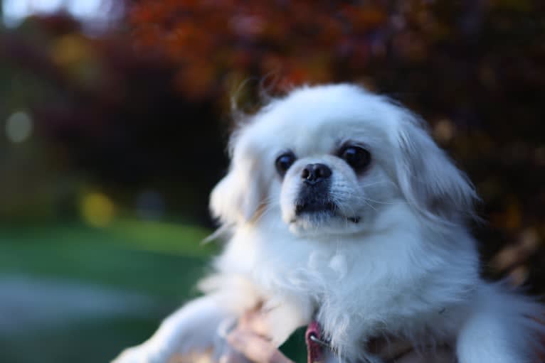 Molly, a Pekingese and Chihuahua mix tested with EmbarkVet.com