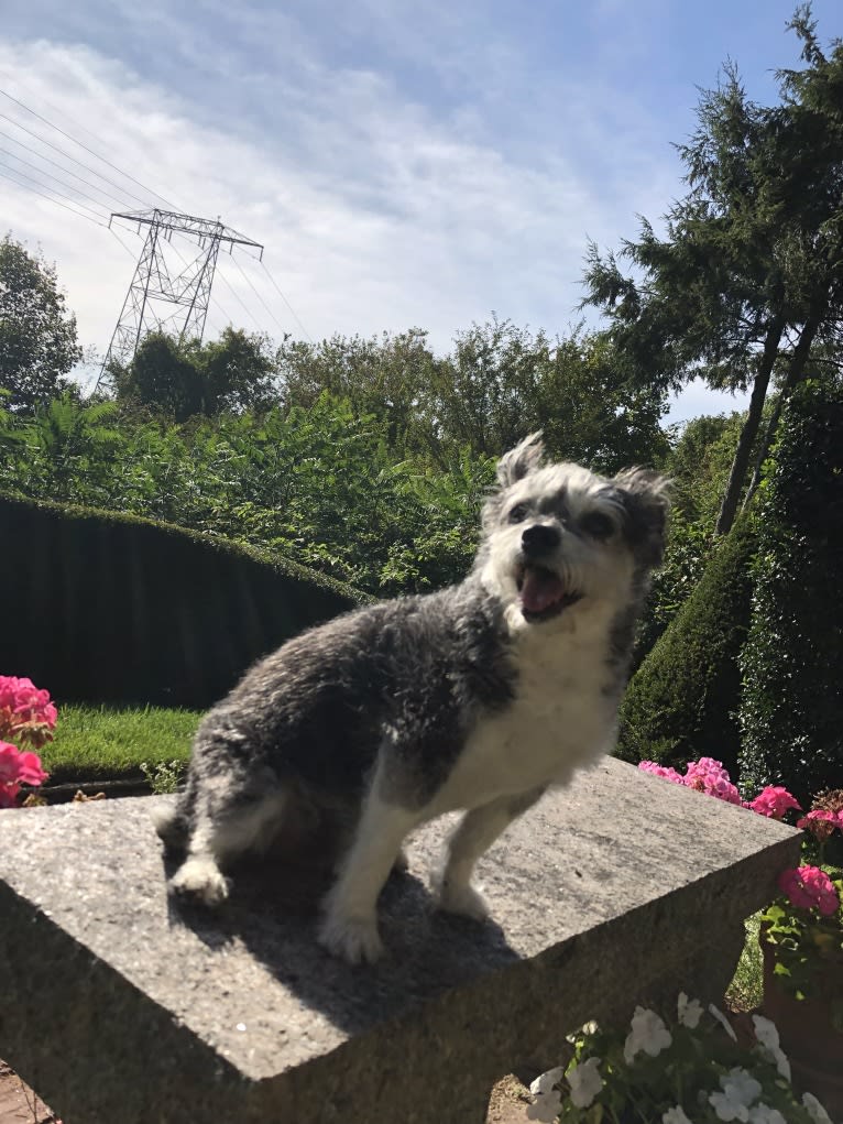 Max, a Bichon Frise and Chihuahua mix tested with EmbarkVet.com