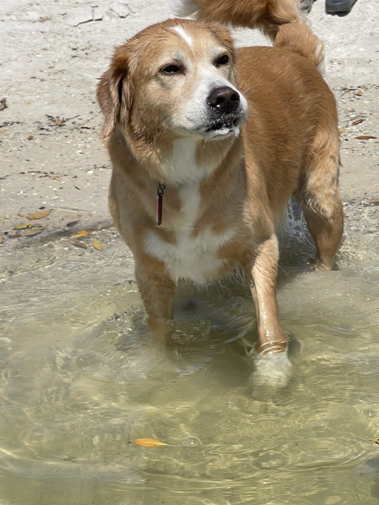 Jaime, a Middle Eastern Village Dog tested with EmbarkVet.com