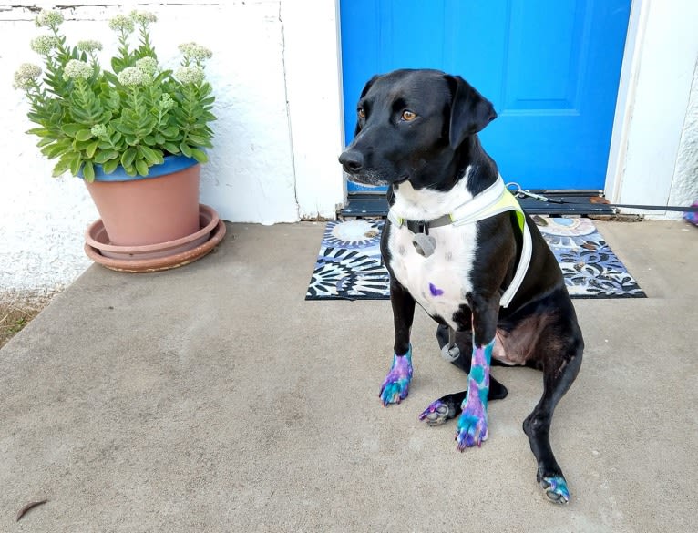 Lumos, an American Pit Bull Terrier and Treeing Walker Coonhound mix tested with EmbarkVet.com