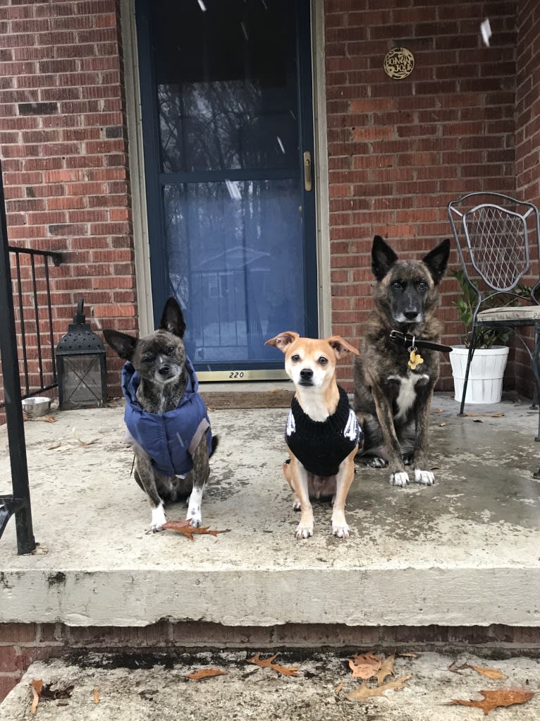 Marshall, a Chihuahua and Dachshund mix tested with EmbarkVet.com