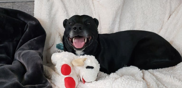 Jack, a Rottweiler and Border Collie mix tested with EmbarkVet.com