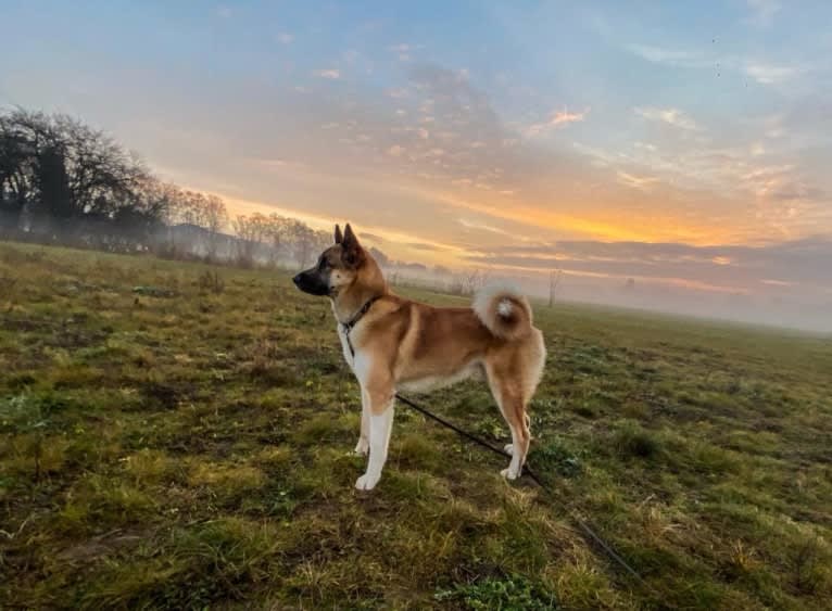 Anouk, a Yakutian Laika and Akita Inu mix tested with EmbarkVet.com