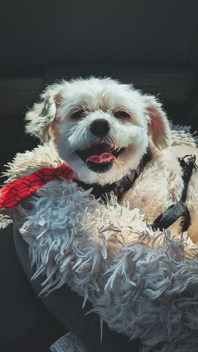 Leo, a Shihpoo (14.0% unresolved) tested with EmbarkVet.com