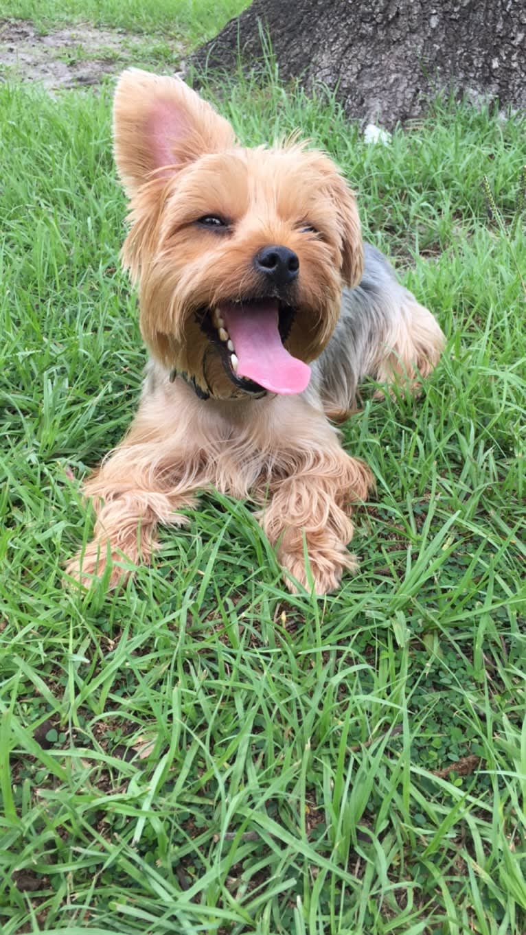 Winston, a Yorkshire Terrier tested with EmbarkVet.com