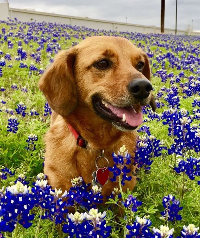 Matt, a Pembroke Welsh Corgi and Dachshund mix tested with EmbarkVet.com