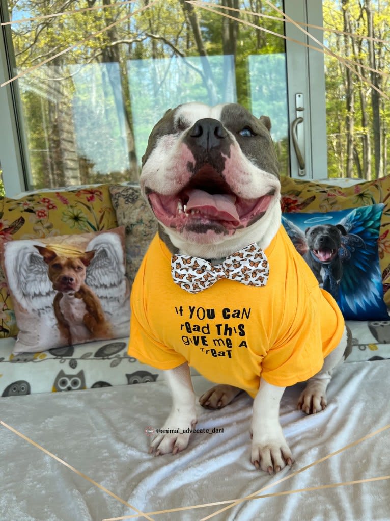Rhino, an American Bully and Bulldog mix tested with EmbarkVet.com
